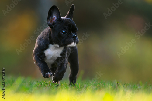 Purebred french bulldog pup...