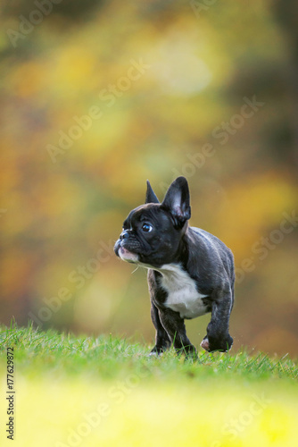 Purebred french bulldog pup...