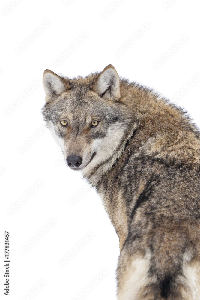 Gray wolf isolated