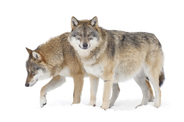 Keuken achterwand Wolf Twee grijze wolven op witte achtergrond  © Ana Gram