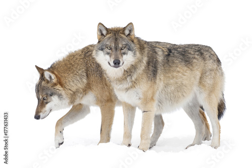 Two Gray wolves isolated on white