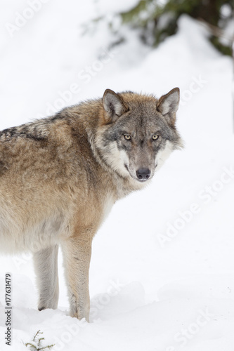 Gray wolf in snow © Ana Gram