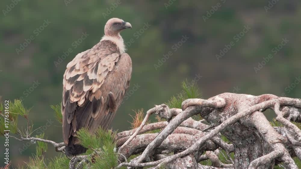 Vulture standing over pine tree top and moving head Vulture standing over pine tree top and moving head