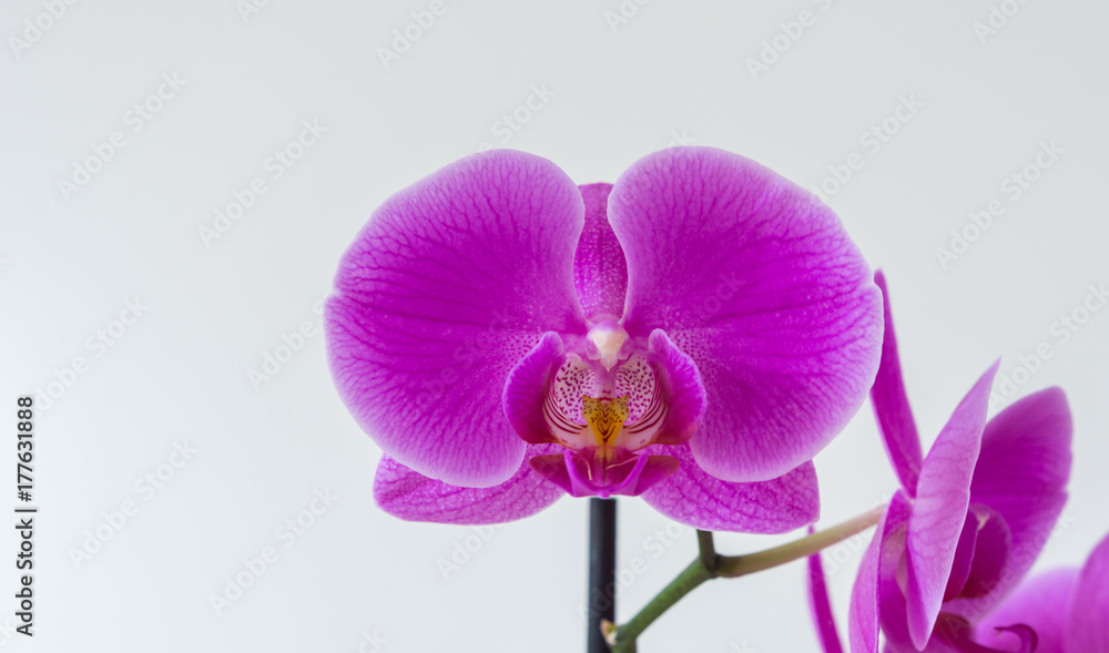 Fototapeta premium Orchidee auf weißem Hintergrund