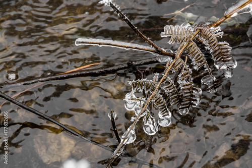 A dead fern wrapped in ice hangs over the icy waters of a rive