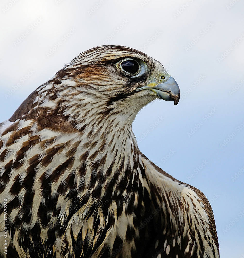 Fototapeta premium Young hawk portrait in summer time