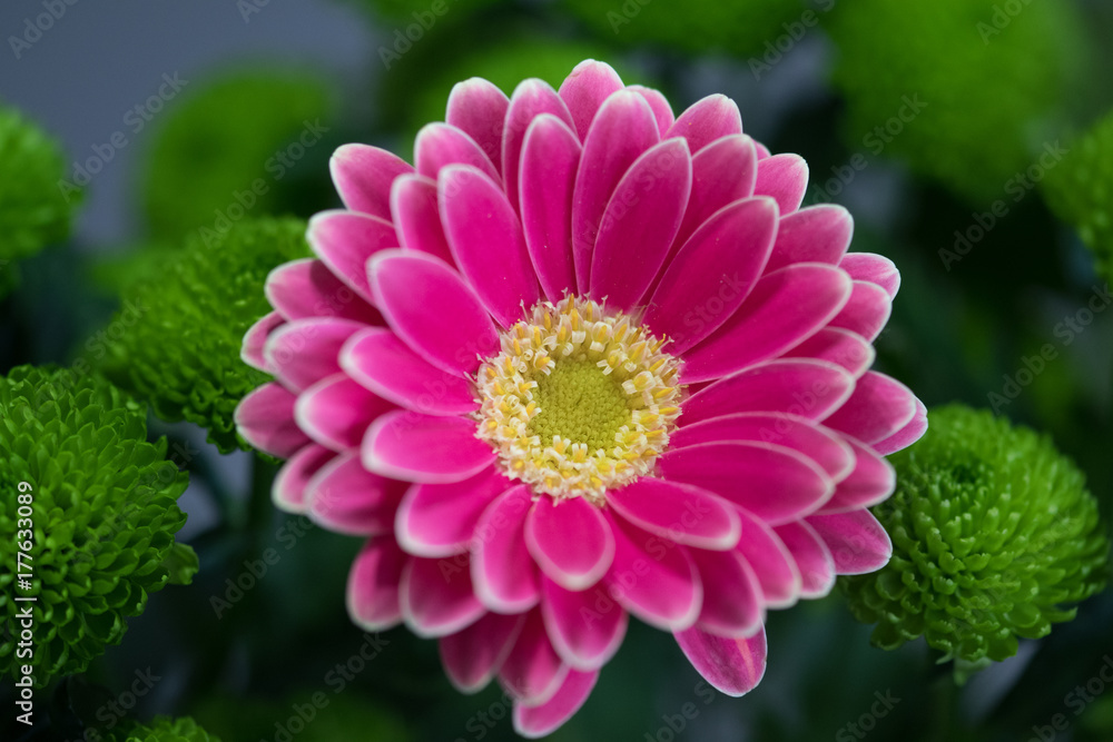 Fototapeta premium Flowers