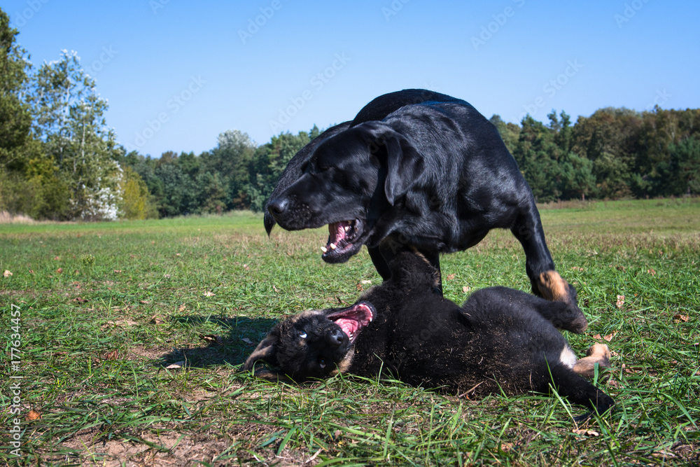 The dogs are playing in the park at sunny day. The dogs are playing in the park at sunny day.