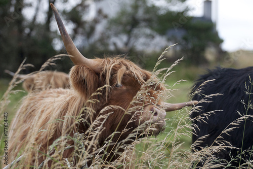 Scottish Cow. The Highland is a Scottish breed of rustic cattle. It originated in the Scottish Highlands and the Outer Hebrides islands of Scotland and has long horns and a long shaggy coat.  photo