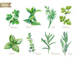 Culinary herbs collection watercolor illustration with clipping paths