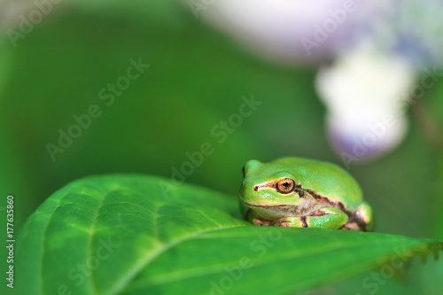 紫陽花の葉に乗る蛙