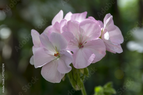 Pelargonium zonale in bloom, light pale pink white flowers