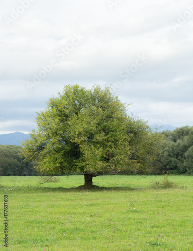 lonely old tree on meadow