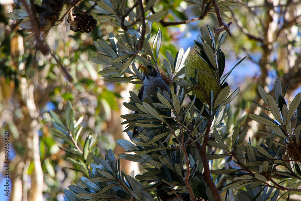Fototapeta premium Noisy Miner Bird Australia Honeyeater Yellow-throated Miner