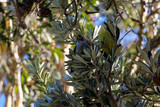 Noisy Miner Bird Australia Honeyeater Yellow-throated Miner