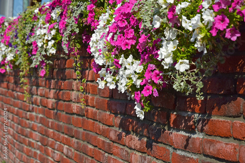 Fototapeta Naklejka Na Ścianę i Meble -  White and red flowers and brick wall