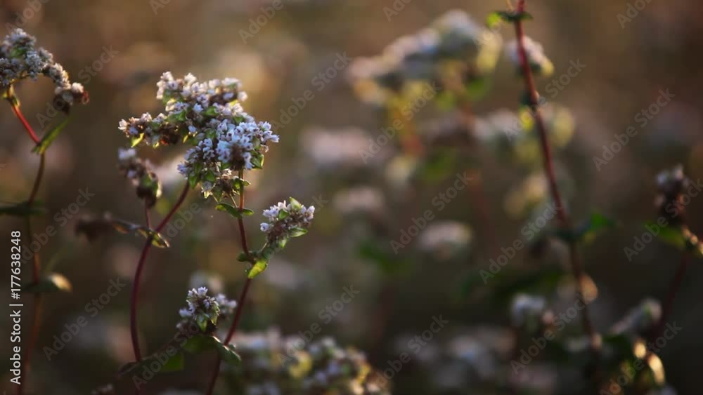 Sunrise over the field of buckwheat in Ukraine. Inflorescence of buckwheat close-up. Sunrise over the field of buckwheat in Ukraine. Inflorescence of buckwheat close-up.