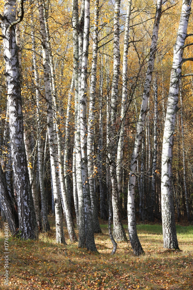 beautiful scene in yellow autumn birch forest in october with fallen yellow autumn leaves