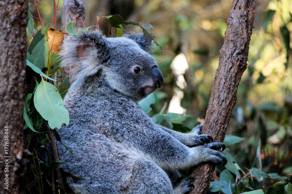 Obraz premium Koala Bear Australia in Eucalyptus Trees cute