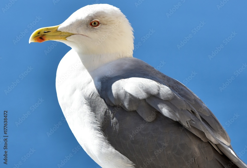 seagull StockFoto Adobe Stock