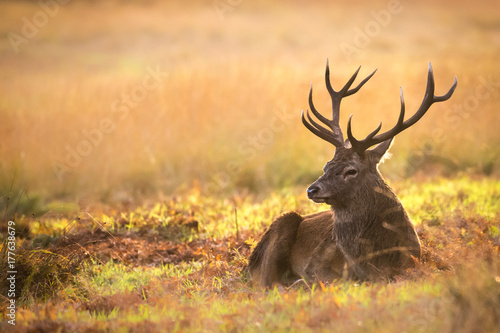 Red Deer Stag resting in the sun photo