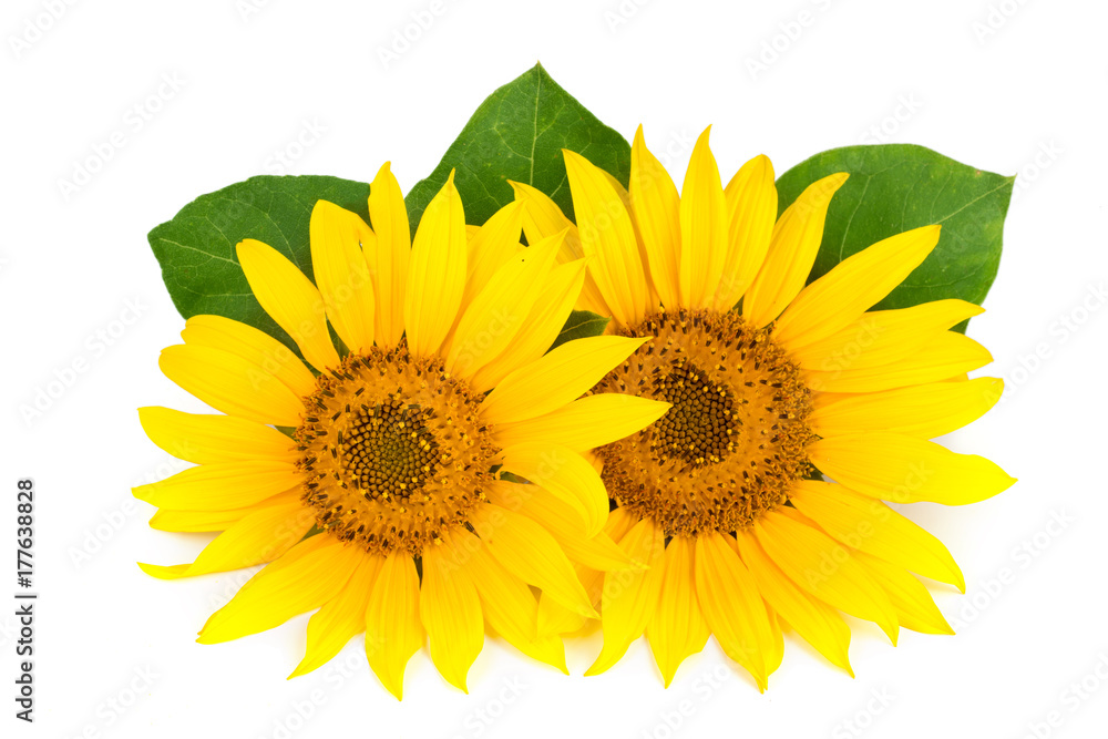 Fototapeta premium Two sunflowers with leaves isolated on white background