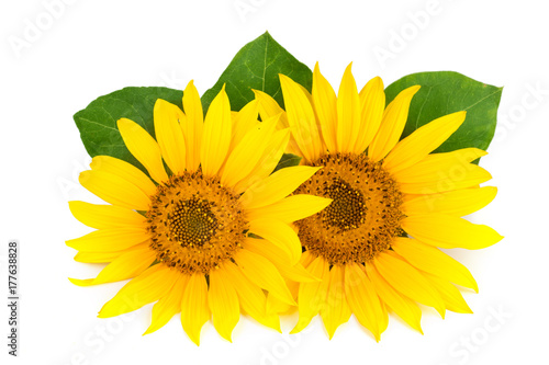 Two sunflowers with leaves isolated on white background