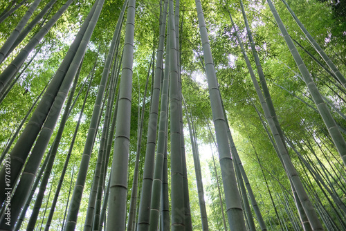 The bamboo groves of Arashiyama  Kyoto  Japan. Arashiyama is a district on the western outskirts of Kyoto