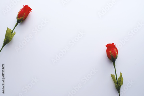 Red rose on white background