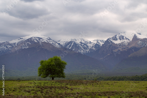 Green lonely tree on a background of mountains. Of North Ossetia. Russia.