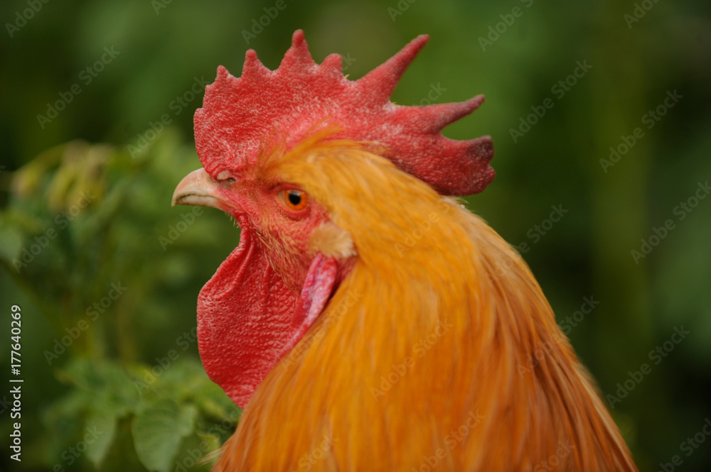 .Close up view of a buff orpington chicken walking through the grass