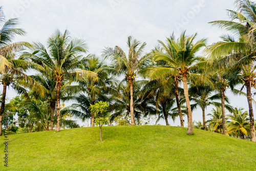 coconut palm tree with green grass in the park . © sanpom
