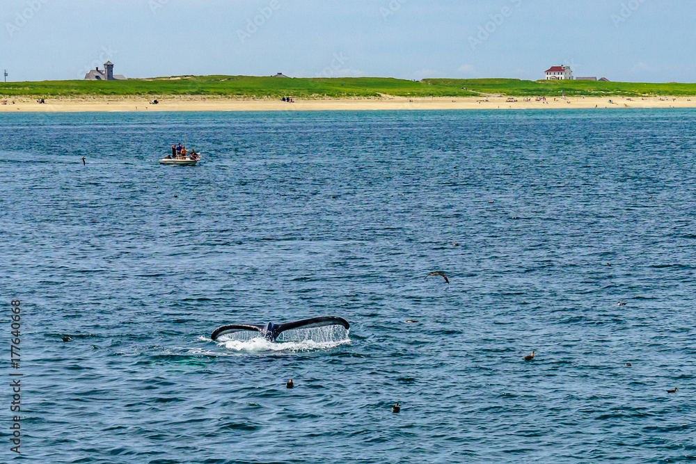 Obraz premium Humpback Whale Provincetown, Cape Cod, Massachussetts, US
