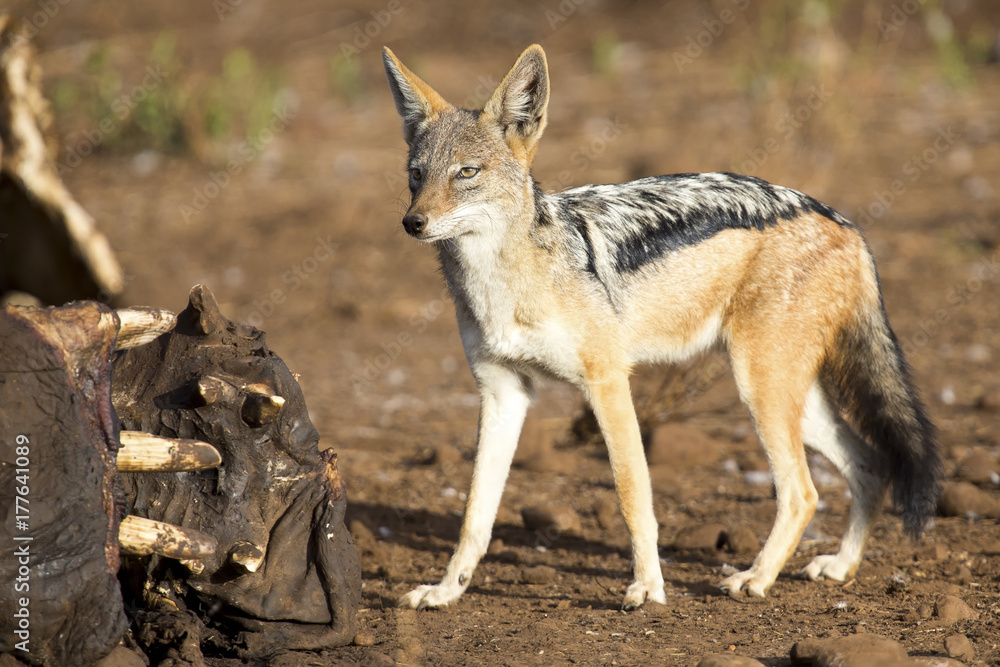 Fototapeta premium Hungry Black backed jackal looking for food at hippo carcass