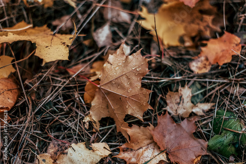 Autumn leaves on the ground, a variety of flowers, in the autumn afternoon yellow green brown plants.