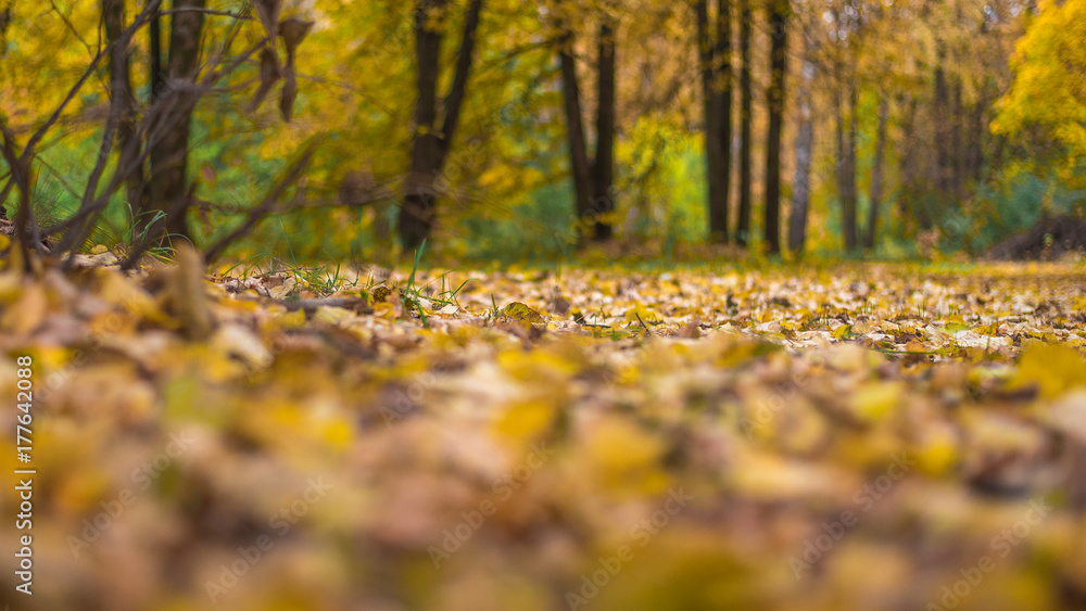 Beautiful autumn background. The leaves are yellow old on earth in the autumn day. Trees in the park. Beautiful autumn background. The leaves are yellow old on earth in the autumn day. Trees in the park.
