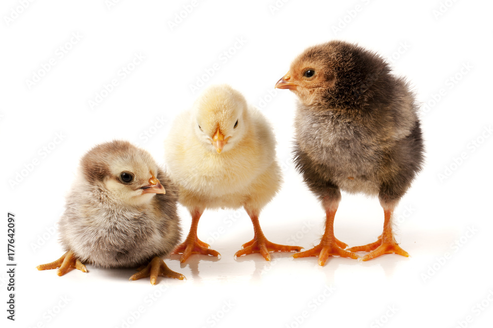 three little chicken isolated on white background three little chicken isolated on white background
