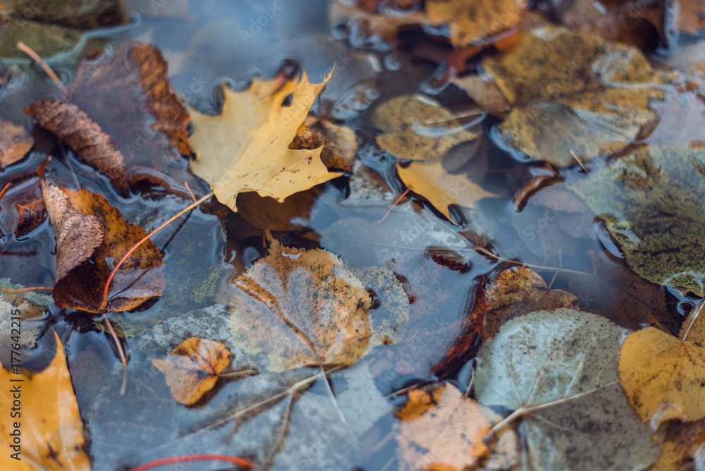 Multicolored wet leaves after a rain. Autumn milking. In the puddle the foliage is wet. Beautiful background of leaves on the ground. Brown orange foliage. Multicolored wet leaves after a rain. Autumn milking. In the puddle the foliage is wet. Beautiful background of leaves on the ground. Brown orange foliage.