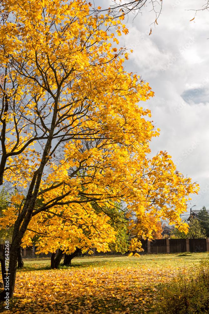 Autumn maple
