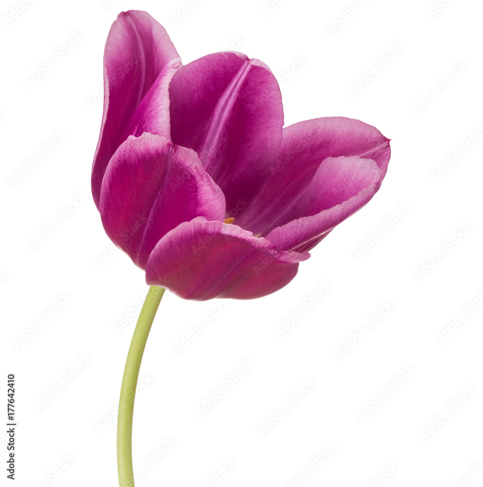 lilac tulip flower head isolated on white background lilac tulip flower head isolated on white background