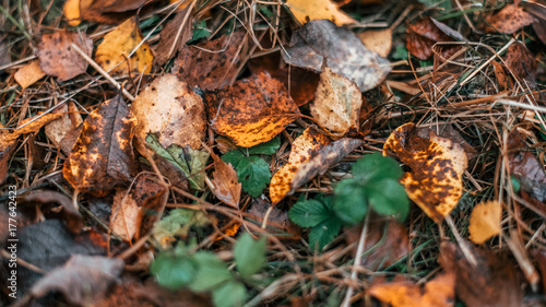 Beautiful wet foliage in the daytime after the rain close up.