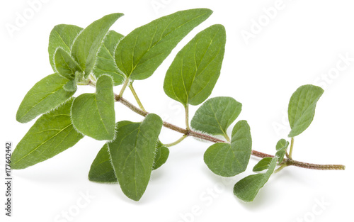 Oregano or marjoram leaves isolated on white background cutout