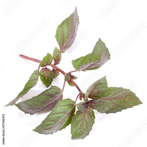 Red basil herb leaves isolated on white background. Dark opal basil leaf.
