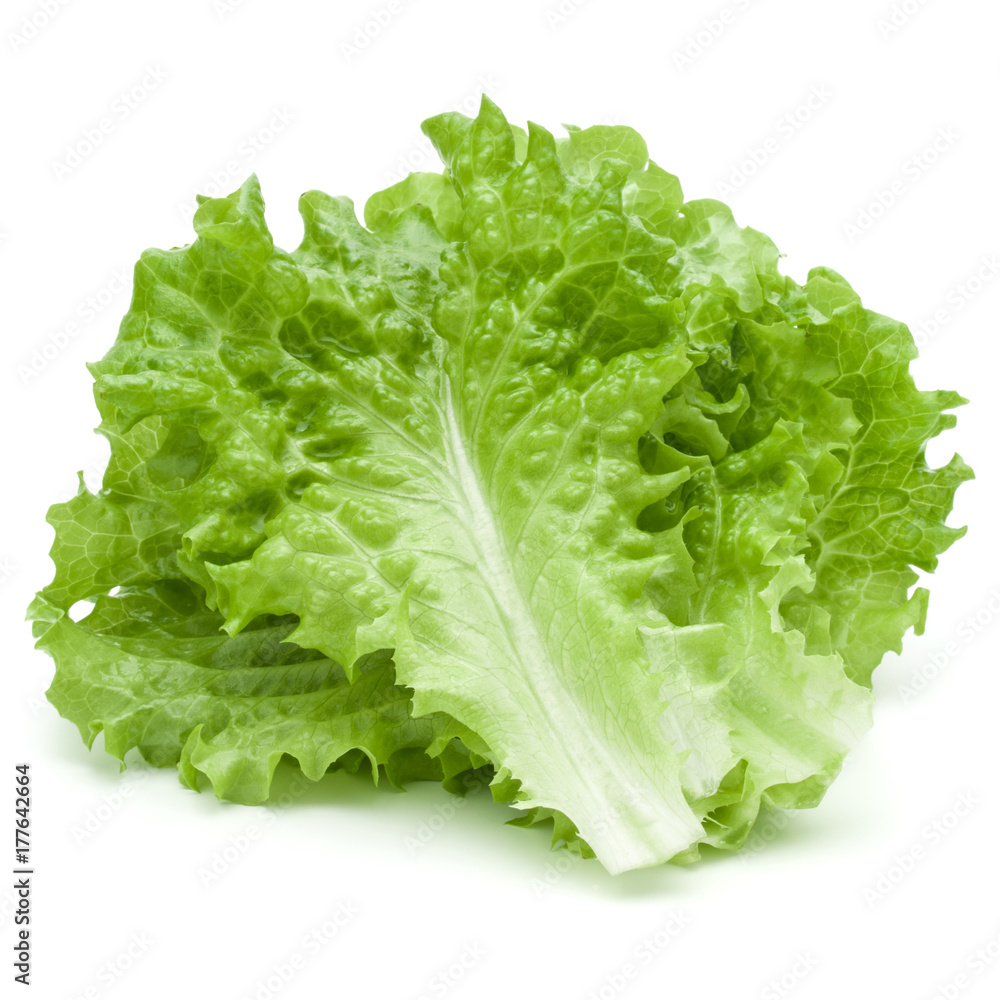 fresh green lettuce salad leaves isolated on white background fresh green lettuce salad leaves isolated on white background
