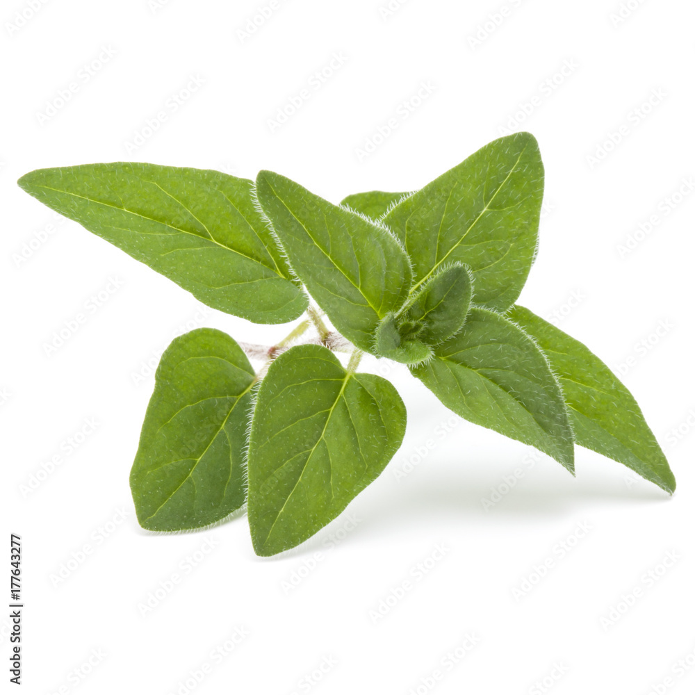 Oregano or marjoram leaves isolated on white background cutout Oregano or marjoram leaves isolated on white background cutout