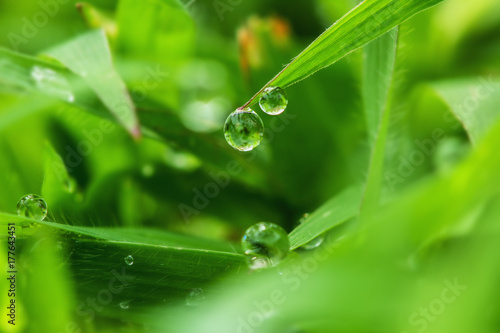 Green grass with dew of drops in morning