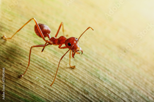 Red ant on a leaves yellow used background