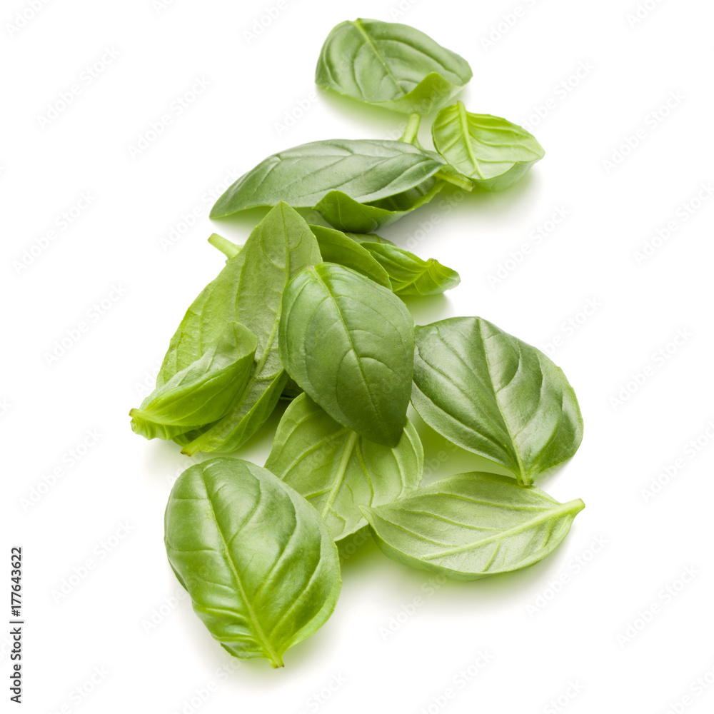 Sweet basil herb leaves handful isolated on white background closeup Sweet basil herb leaves handful isolated on white background closeup