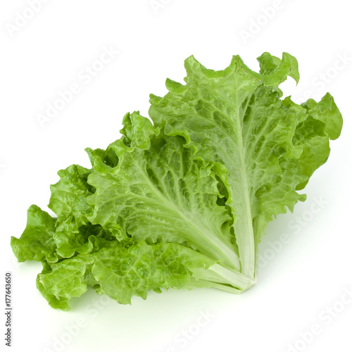 fresh green lettuce salad leaves isolated on white background