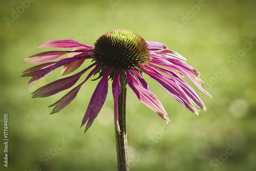 last flower before winter photo